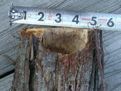 Melanerpes carolinus