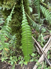 Blechnum fragile