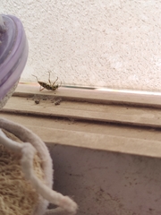 Chlorophorus annularis