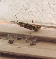 Chlorophorus annularis