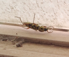 Chlorophorus annularis