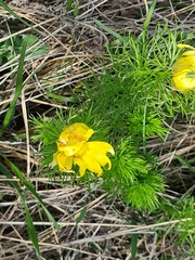 Adonis vernalis