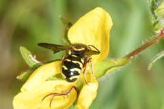 Dianthidium curvatum