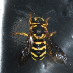 Dianthidium curvatum