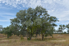 Eucalyptus microneura