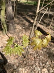 Acer platanoides