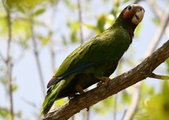 Amazona leucocephala
