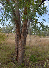 Corymbia pocillum