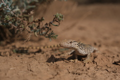 Varanus griseus caspius