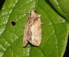 Etanna breviuscula