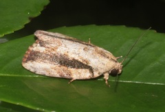 Etanna breviuscula