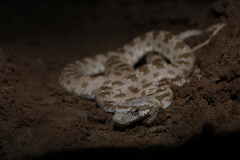 Spalerosophis diadema