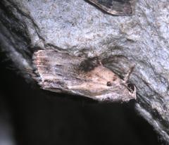 Etanna breviuscula