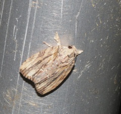 Etanna breviuscula