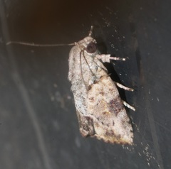 Etanna breviuscula