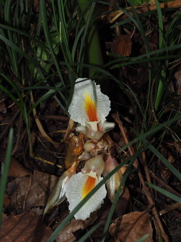 Amomum glabrum