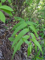 Lilium auratum