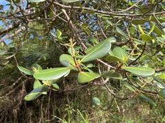 Clusia clusioides