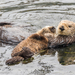 Southern Sea Otter - Photo (c) Mike Andersen, some rights reserved (CC BY-NC-ND), uploaded by Mike Andersen