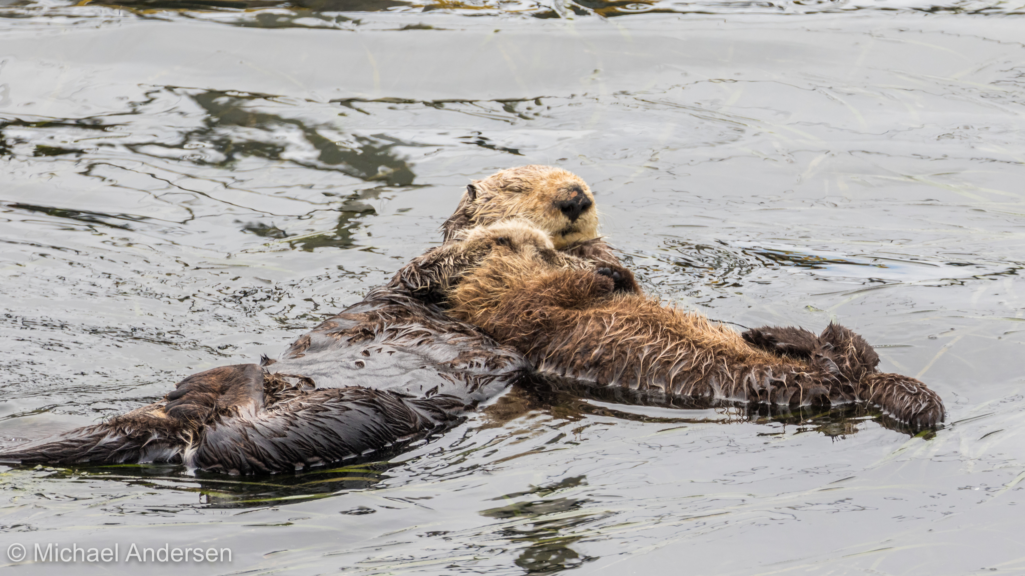 Sea otter - Wikipedia