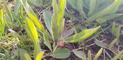 Asteraceae