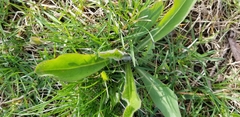 Asteraceae