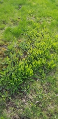 Asteraceae