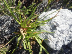 Capeobolus brevicaulis