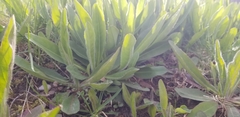 Asteraceae