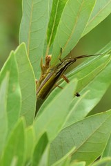Mermiria intertexta