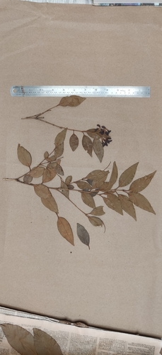 Image of Nilgiri Privet (Ligustrum robustum) by (c) T R Shankar Raman, some rights reserved (CC BY)
