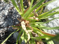 Capeobolus brevicaulis