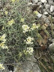 Hormathophylla spinosa