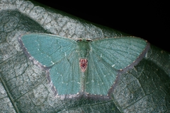 Hemithea marina