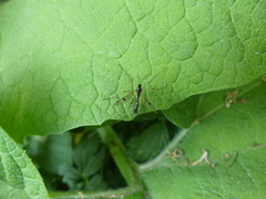 Ptychoptera contaminata