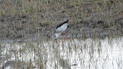 Himantopus himantopus