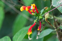 Centropogon granulosus