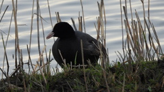 Fulica atra