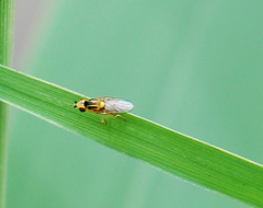 Thaumatomyia notata