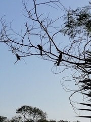 Crotophaga sulcirostris