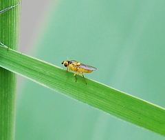 Thaumatomyia notata