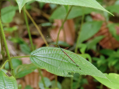 Paramarmessoidea annulata