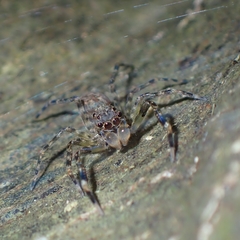 Spartaeus zhangi