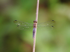 Orchithemis