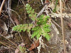 Selaginella pallescens