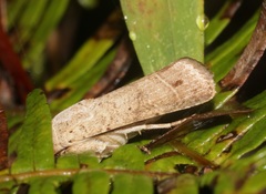 Athetis thoracica