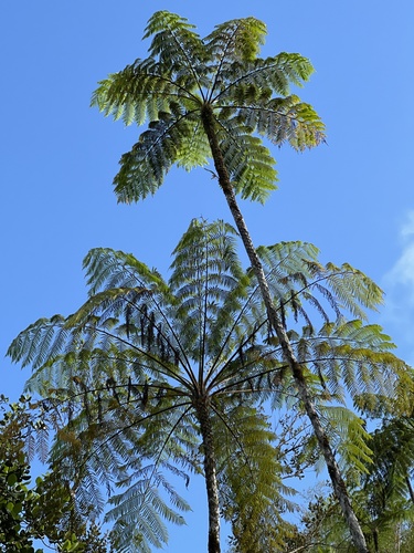 West Indian treefern (Cyathea arborea)