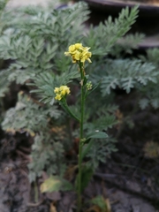 Rapistrum rugosum