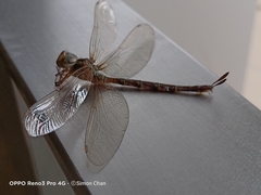 Gynacantha subinterrupta