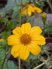 Tagetes zypaquirensis